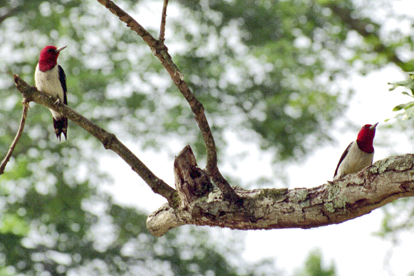 Red-headed Woodpecker