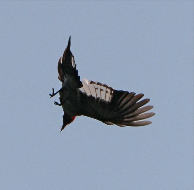 Red-headed Woodpecker