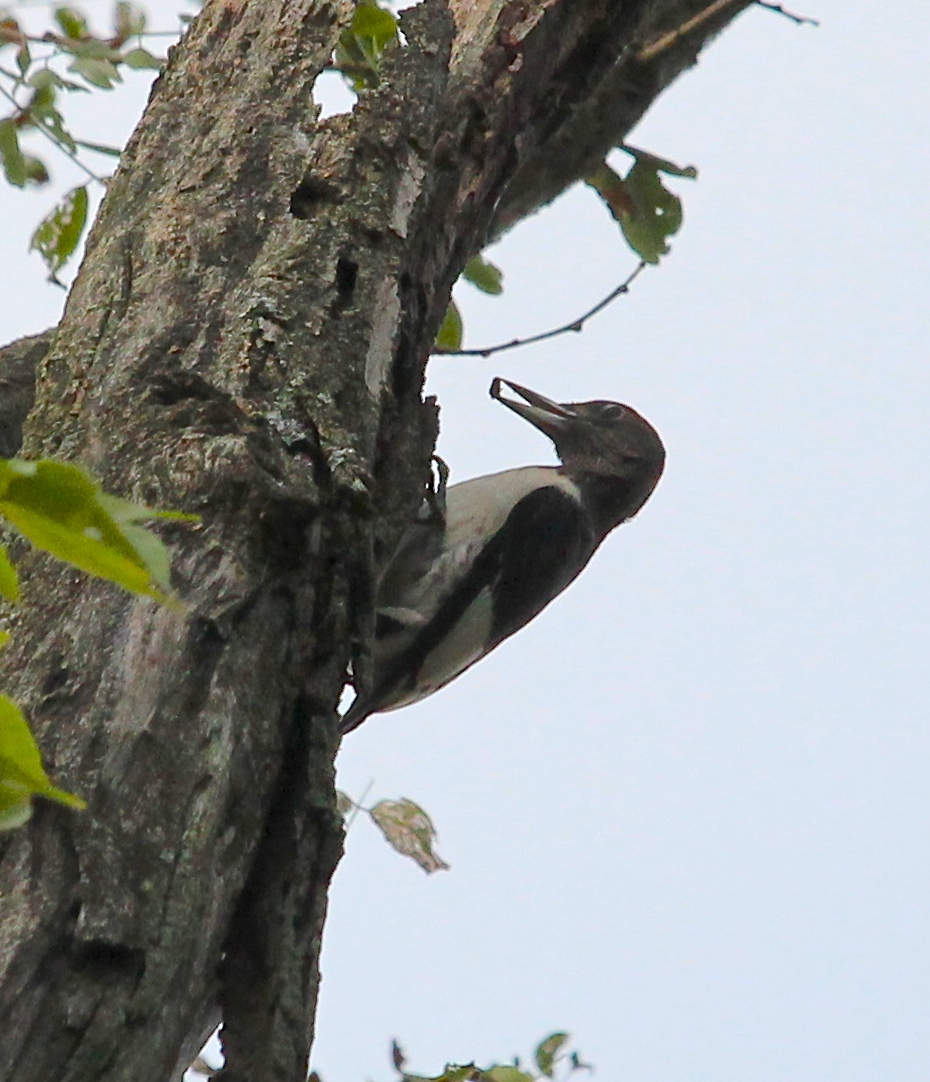 Red-headed Woodpecker