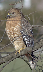 red-shouldered hawk