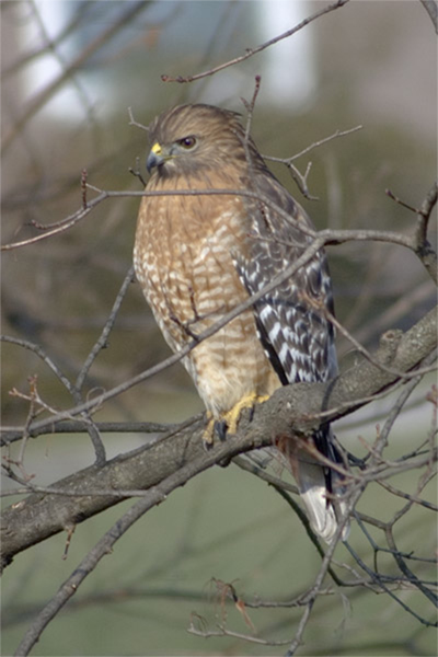 Red-shouldered Hawk