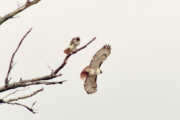 Red-tailed Hawk