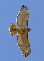 red-tailed hawk