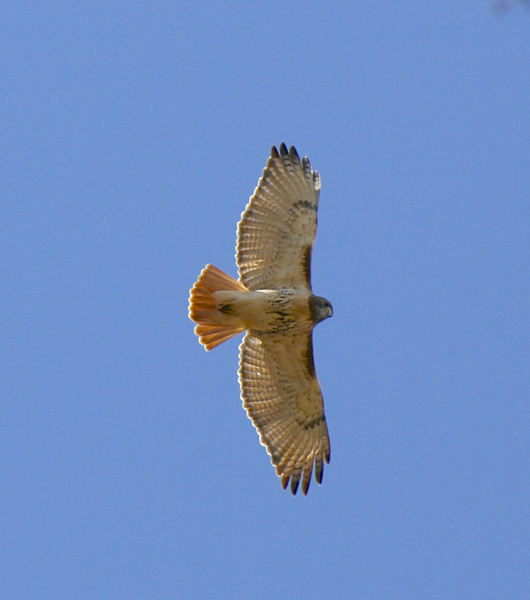 Red-tailed Hawk