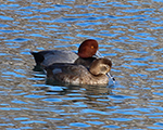 redhead