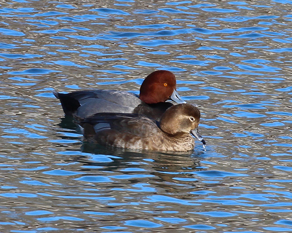 Redhead