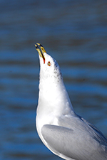 ring-billed gull