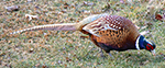 ring-necked pheasant