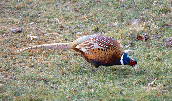 Ring-necked Pheasant