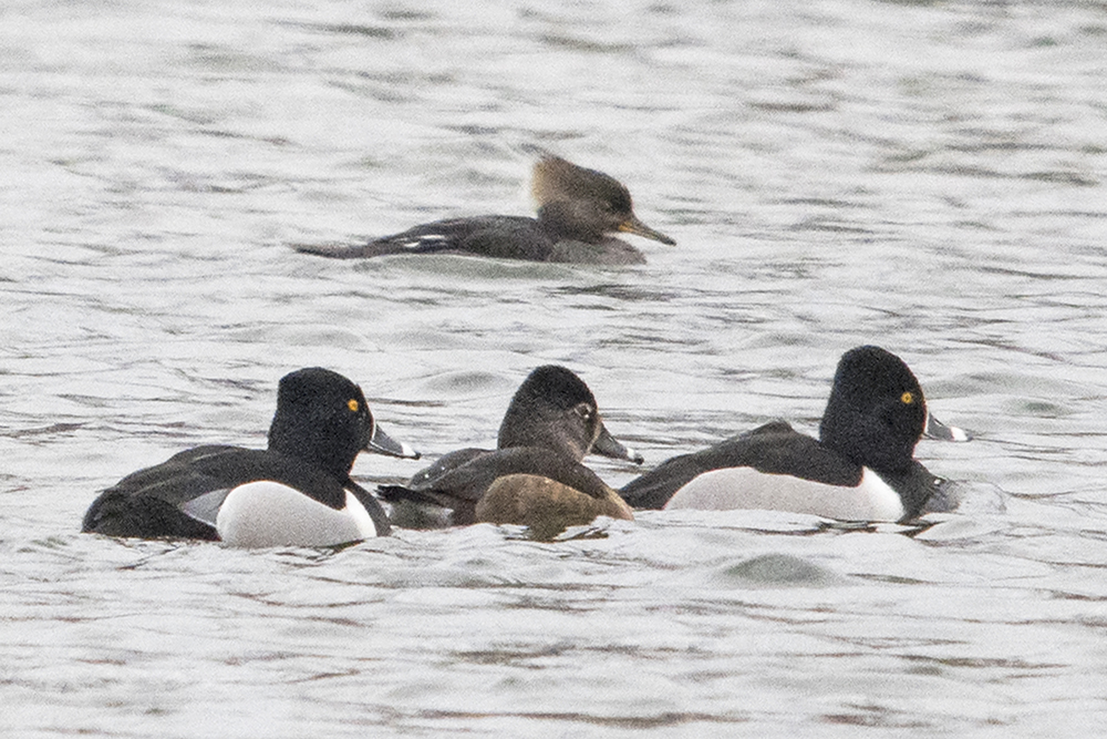 Ring-necked Ducks1