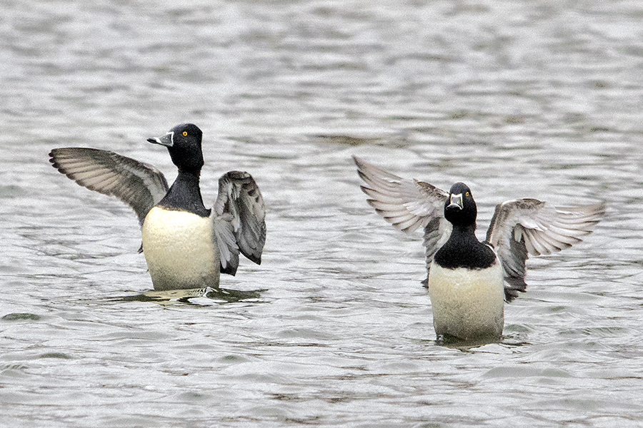 Ring-necked Ducks2