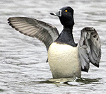 ring-necked duck