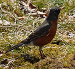 american robin