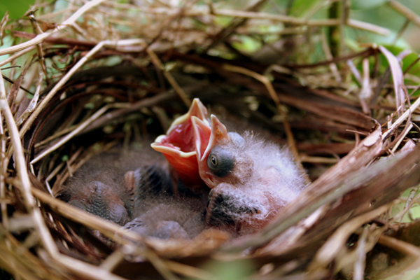 American Robin Chicks