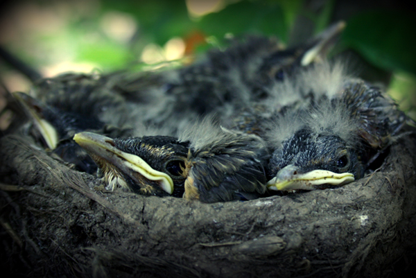 Robin Chicks