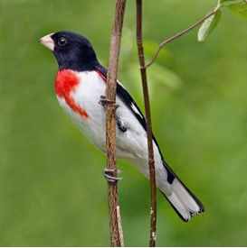 rose-breasted grosbeak