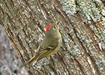 Ruby-crowned Kinglet