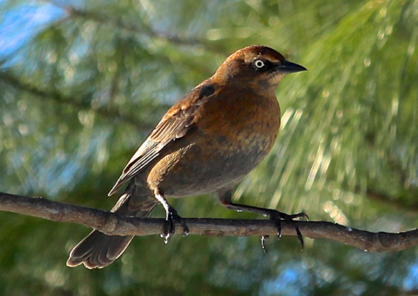 Rusty Blackbird