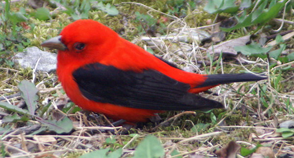 Scarlet Tanager