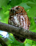 eastern screech owl