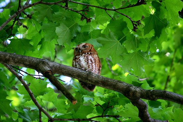 Eastern Screech Owl