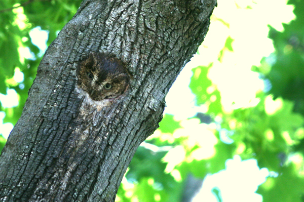 Eastern Screech Owl