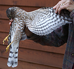 sharp-shinned hawk