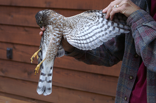 Sharp-shinned Hawk