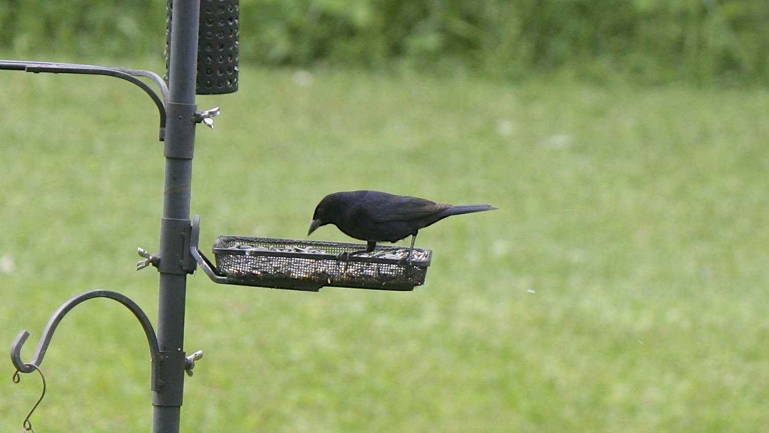 Shiny Cowbird