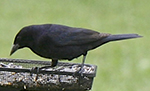 shiny cowbird