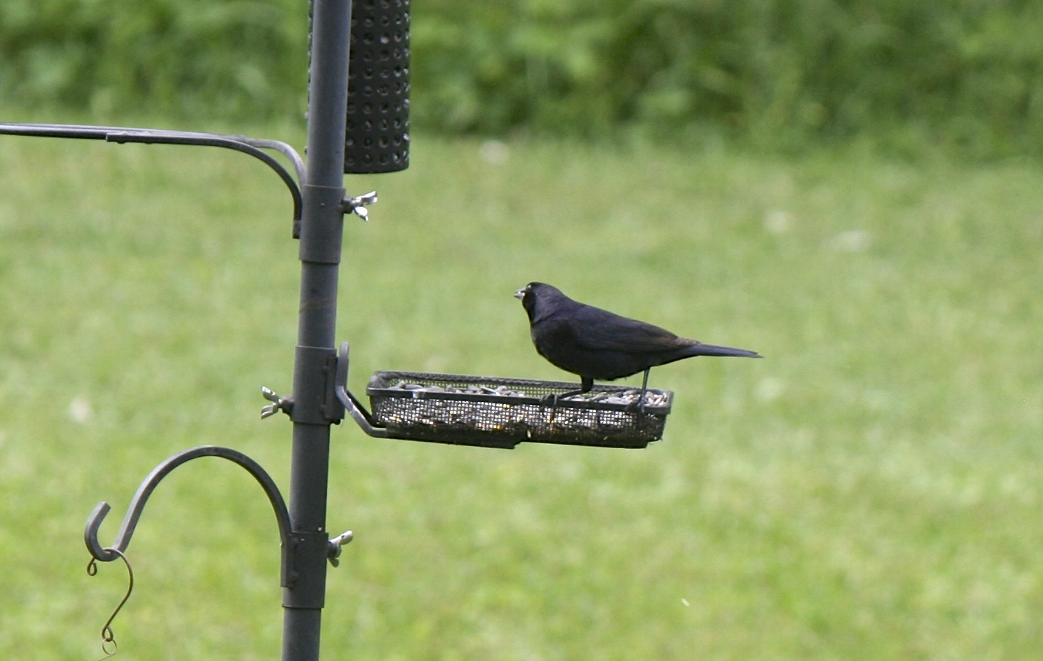 Shiny Cowbird