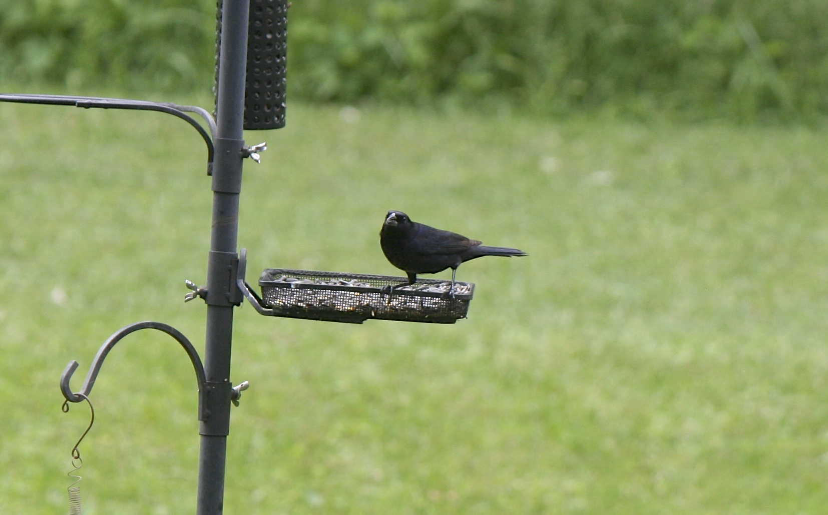 Shiny Cowbird