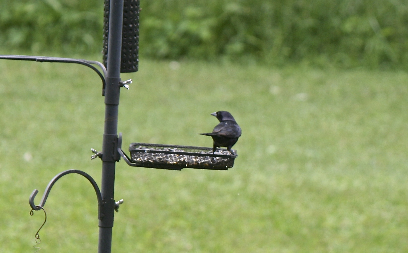 Shiny Cowbird