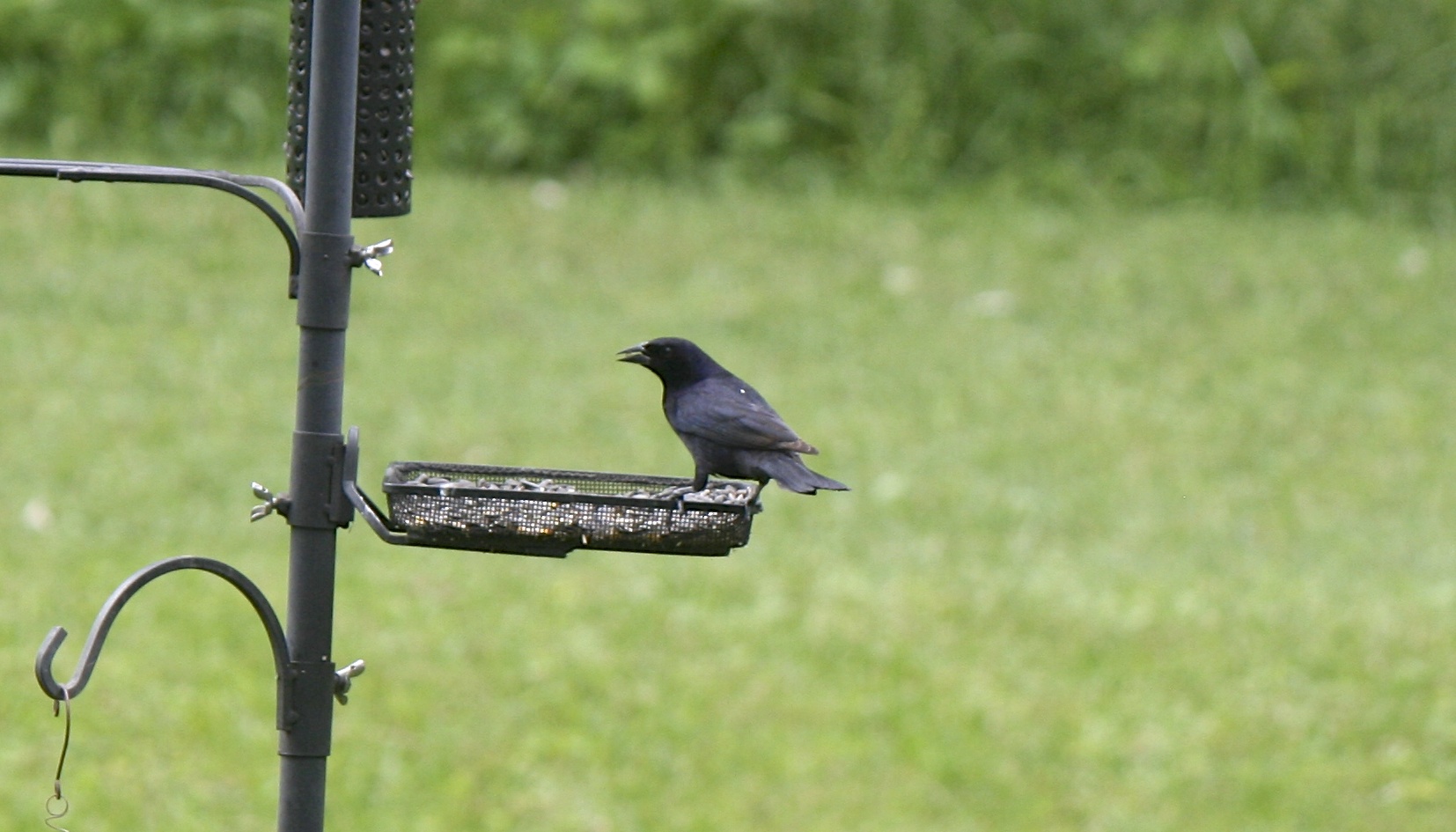 Shiny Cowbird