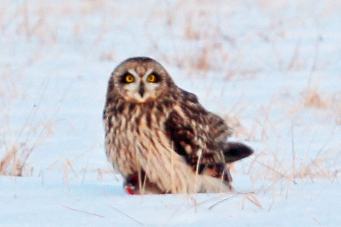 Short-eared Owl2