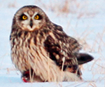 short-eared owl