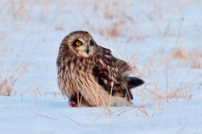 Short-eared Owl3