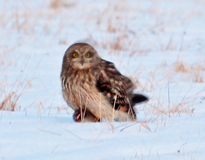 Short-eared Owl4