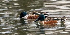 Northern Shoveler