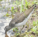 solitary sandpiper