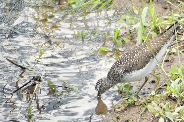 Solitary Sandpiper