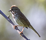 song sparrow