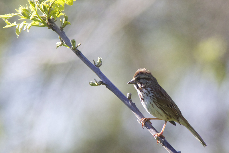 Song Sparrow