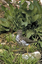 spotted sandpiper