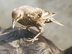 european starling