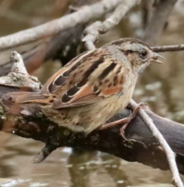SwampSparrow image not found