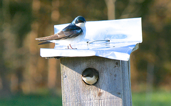 Tree Swallow