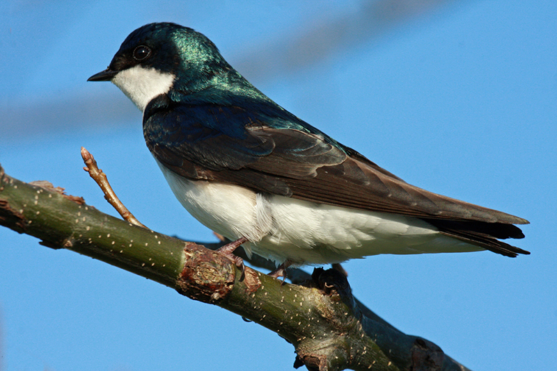 Tree Swallow