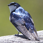 tree swallow