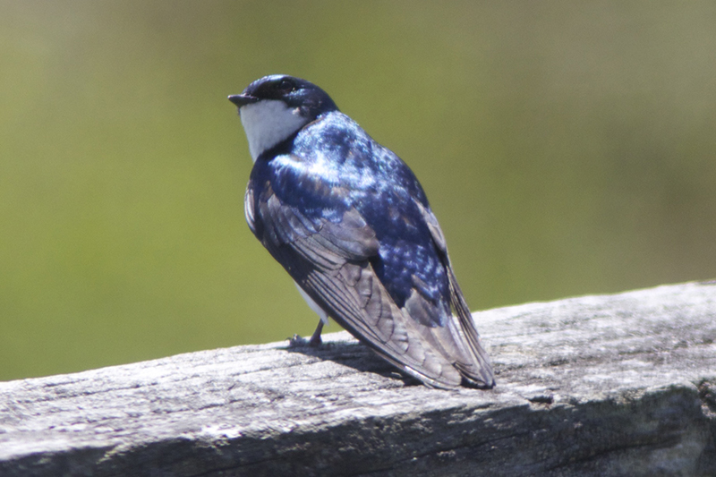 Tree Swallow